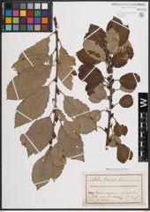 Foto von Salix caprea L.